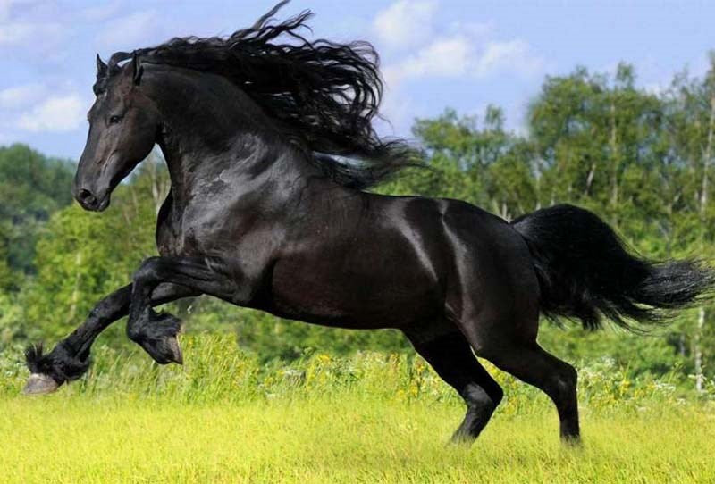 Dark Horse Delay Gel 50ml - - Delay and Excite Sprays