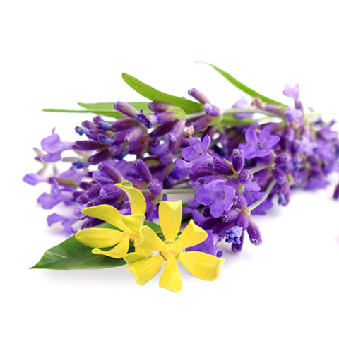 Massage Oil by Four Seasons - Massage Oils and Lubricants